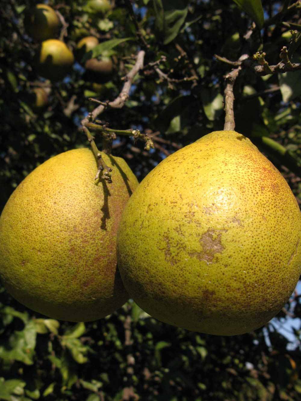              Fruit (Winter Haven, FL)       